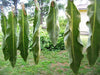 Dried Cut Mullein Leaf - 100% Organic Chemical free ! - Caribbeangardenseed