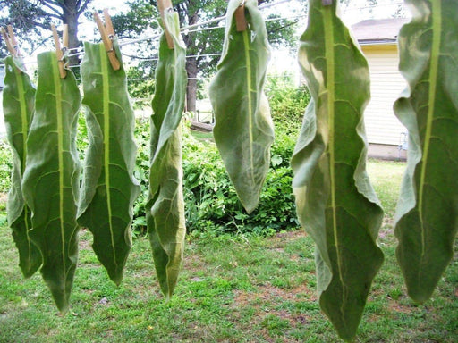 Dried Cut Mullein Leaf - 100% Organic Chemical free ! - Caribbeangardenseed