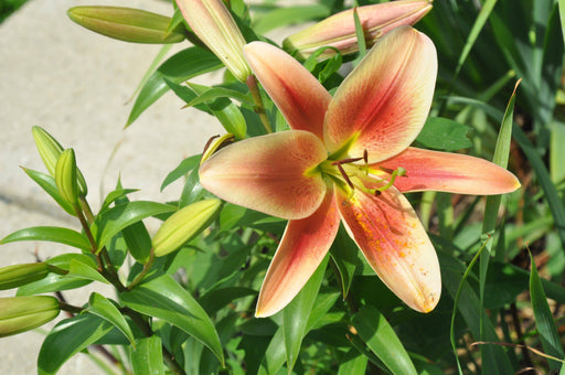 Oriental lily Flavia (Bulbs) real thriller in the garden .Perennial - Caribbeangardenseed