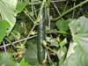 Straight Eight,Cucumber SEEDS, Heirloom Vegetable - Caribbeangardenseed