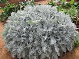 Dusty Miller Seeds (Cineraria Maritima Silverdust) accent plant - Caribbeangardenseed