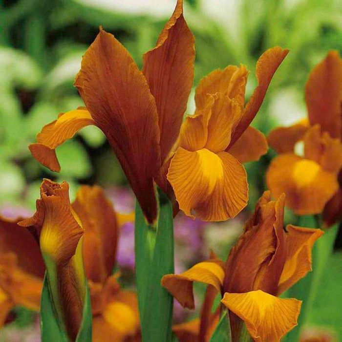 Dutch Iris Autumn Princess bulbs, truly stunning color ,Easy to grow and multiplies from year to year. - Caribbeangardenseed