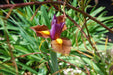 Dutch Iris Bulbs "Eye of the Tigerâ Purple with a bronze/maroon. Now Shippin - Caribbeangardenseed