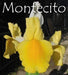 Dutch iris Bulbs,"Iris Montecito" yellow and white IRIS. - Caribbeangardenseed