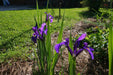 Dutch Iris Bulbs "Purple Sensation"Spring flowering bulbs.Now Shipping - Caribbeangardenseed