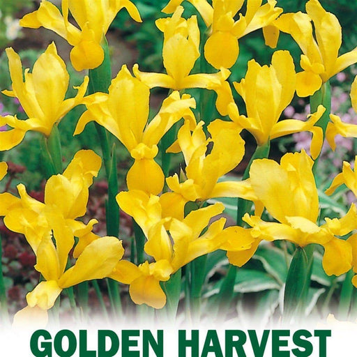 Dutch iris bulbs, Golden Harvest, fall planting - Caribbeangardenseed