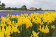 Dutch iris bulbs, Golden Harvest, fall planting - Caribbeangardenseed