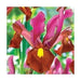 Dutch Iris Red Ember bulbs,great in containers - Caribbeangardenseed
