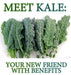 Dwarf Blue Curled Kale Seeds( Brassica oleracea) Very easy to grow - Caribbeangardenseed