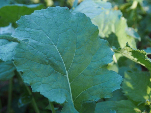 Dwarf Essex Rape Kale Seeds, Vegetable. - Caribbeangardenseed