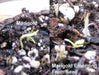 Dwarf French Marigold (Petite Seed Mix) Tagetes patula - Caribbeangardenseed