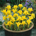 Dwarf Iris "danfordiae" Bulbs,,Fall Bulb, Now shipping ! - Caribbeangardenseed