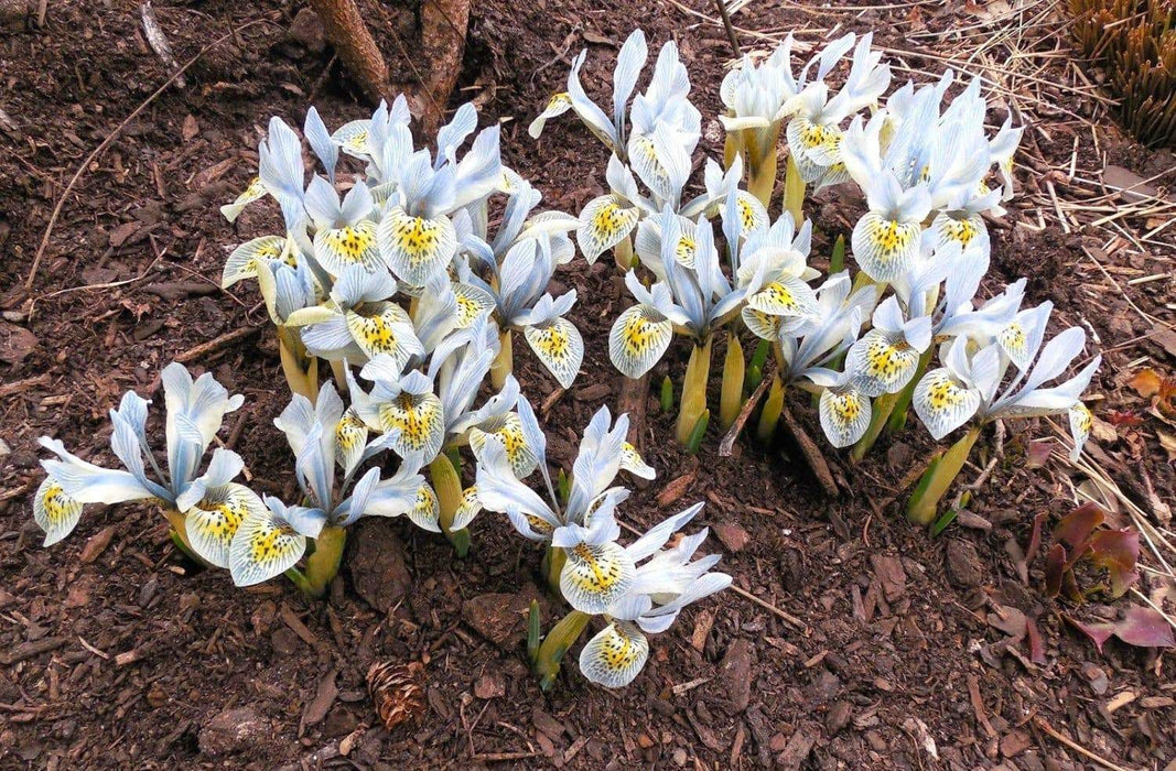 Dwarf Iris, katherine hodgkin bulbs,early-blooming flowers. - Caribbeangardenseed