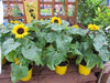 Dwarf Sunflower Seeds - Sunspot, yellow flowers - Caribbeangardenseed