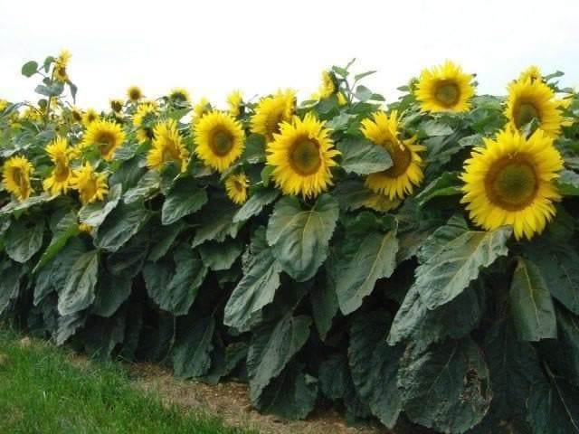 Dwarf Sunflower Seeds - Sunspot, yellow flowers - Caribbeangardenseed