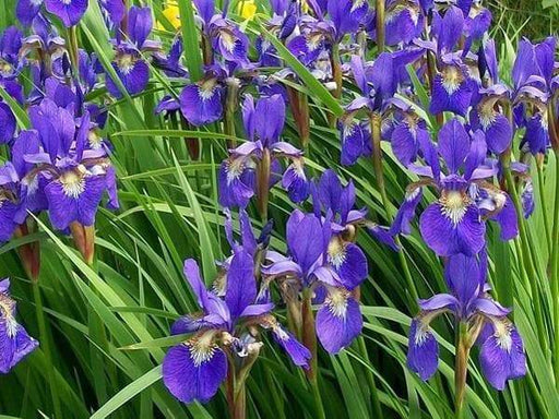 Siberian Iris Blue King ('Bareroot) Bloom,Early and mid-spring, Perennial - Caribbeangardenseed
