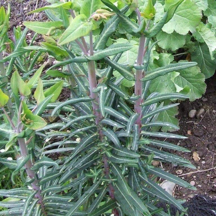Caper Spurge SEEDS (Euphorbia lathyris) biennial - Caribbeangardenseed