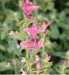 Salvia Seeds - Salvia Horminum , Pink Sunday, Annual Flowers - Caribbeangardenseed