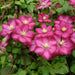 Clematis 'Ville de Lyon', (Dormant Bare Root) A large-flowered variety, 5"-7",Perennial - Caribbeangardenseed