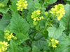 SPICY BROWN Mustard SEEDS - (Brassica juncea) ASIAN VEGETABLE - Caribbeangardenseed
