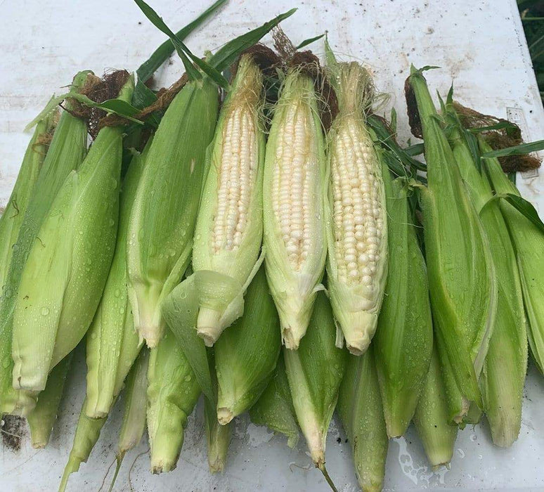 SILVER KING Sweet Corn (F1) Corn Seed S - Caribbeangardenseed