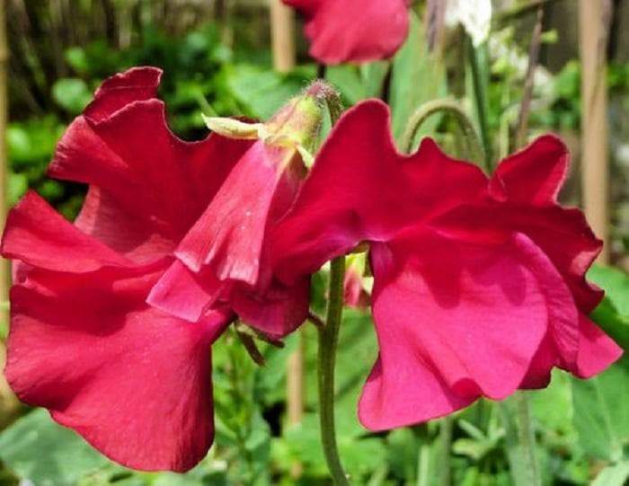 Royal Scarlet Sweet Pea - , Flowers Vine - Caribbeangardenseed