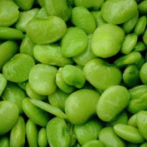 Early Thorogreen, Bush Lima Bean (Seeds) Great for canning and freezing - Caribbeangardenseed