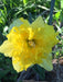 Daffodil Sailorman Bulbs , Top size 14/16 cm - Caribbeangardenseed