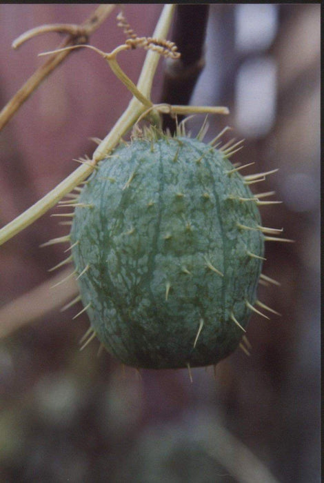 Wild Cucumber (Echinocystis lobata) Annual VINE - Caribbeangardenseed