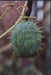 Wild Cucumber (Echinocystis lobata) Annual VINE - Caribbeangardenseed