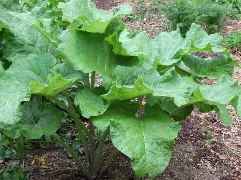 Burdock ROOT Seeds (Arctium lappa ) - Asian Vegetable - Caribbeangardenseed