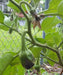 Black Beauty Eggplant Seeds, HEIRLOOM Vegetable - Caribbeangardenseed
