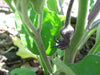 Black Beauty Eggplant Seeds, HEIRLOOM Vegetable - Caribbeangardenseed