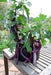 Ping Tung Long ,Eggplant seeds -Asian Vegetable - Caribbeangardenseed