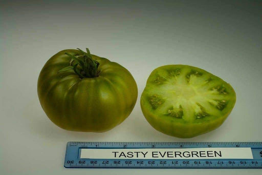 Emerald Evergreen Tomato seeds ,Open pollinated - Caribbeangardenseed