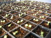 Endive Bianca Riccia Seeds - VEGETABLE - Caribbeangardenseed
