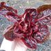 "Rossa di Verona" Radicchio SEEDS (Italian Chicory) - Caribbeangardenseed