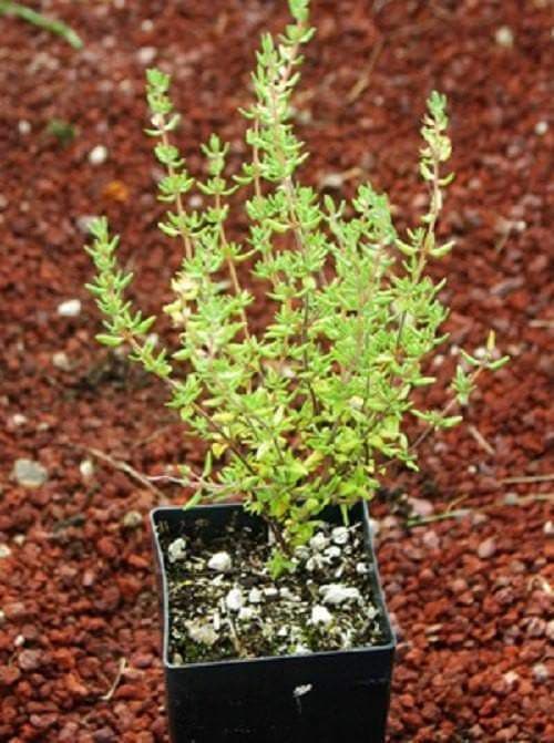 English Broadleaf Thyme Seeds,(Thymus vulgaris),organic, live up to 20 years. highest in the active essential oils. - Caribbeangardenseed