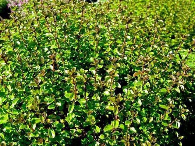English Broadleaf Thyme Seeds,(Thymus vulgaris),organic, live up to 20 years. highest in the active essential oils. - Caribbeangardenseed