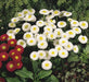English Daisy Bellis Seeds - White Super Enorma Double White ,Bellis perennis ,Biennial Flowers Seeds . - Caribbeangardenseed