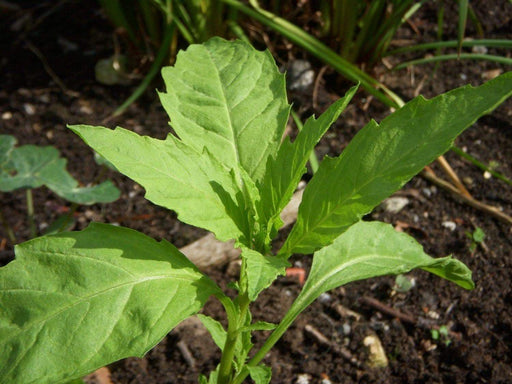 EPAZOTE SEEDS, Chenopodium Ambrosoides,Organic Herb Flower - Caribbeangardenseed