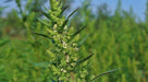 EPAZOTE SEEDS, Chenopodium Ambrosoides,Organic Herb Flower - Caribbeangardenseed