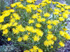 Erigeron linearis (Desert yellow fleabane) Winter hardy to zone 5, - Caribbeangardenseed
