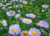 Erigeron Seeds - Macranthus,a.K.a Fleabane Daisy - Flowers/Rock Gardens,Container - Caribbeangardenseed