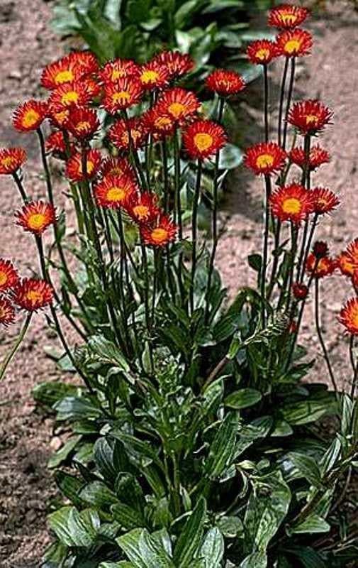 Erigeron Seeds - Orange Fleabane Daisy, FLOWERS - Caribbeangardenseed