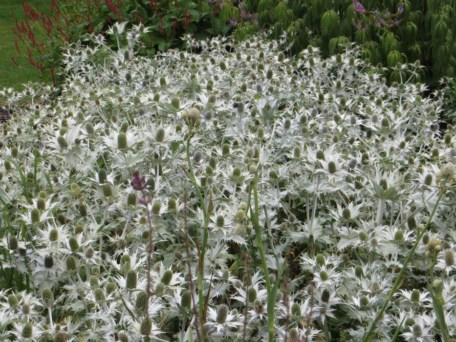 Silver Ghost Sea Holly ,Flower Seeds - Perennial - Caribbeangardenseed