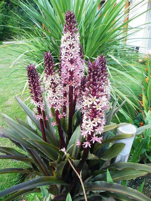 Eucomis Sparkling Burgundy (Pineapple Lily) Bulb,Elegant,Tropical . - Caribbeangardenseed