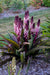 Pineapple Lily 'COCO' (Eucomis Bulb,Elegant,Tropical . - Caribbeangardenseed