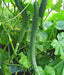SUYO LONG CUCUMBER Seeds, Annual Vegetable - Caribbeangardenseed