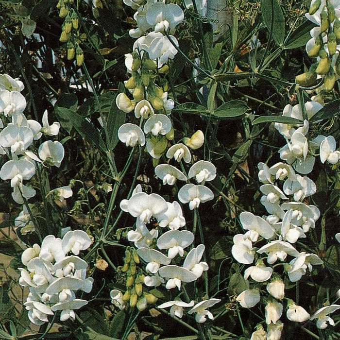 Everlasting Sweet Pea, Pearl White- ( Lathyrus Latifolius ) Perennial VINE - Caribbeangardenseed